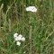 Yarrow