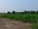 More corn