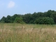Edge habitat