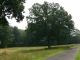 The old oak