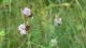 Allium