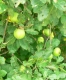 Apples