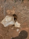Critter hole