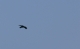 Crow