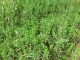 Mint 2