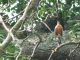 Robin red-breast