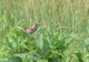 Sparrow 2