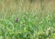 Sparrow 1