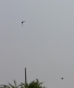 Swallows 1