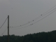 Swallows 3