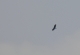 Turkey vulture