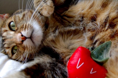 lunch perfect with berry_1.jpg