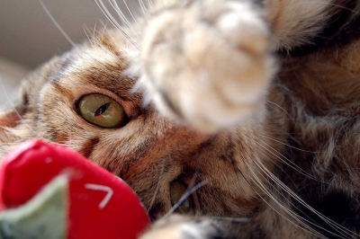 lunch perr with paw out ber.jpg