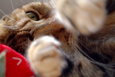 two paws out luch berry.jpg