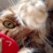 lunch perr with paw out ber.jpg