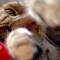 two paws out luch berry.jpg