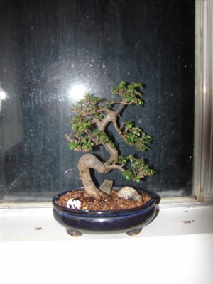 bonsai