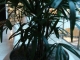 DSC01133.JPG