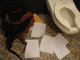 setup in stall