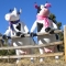 cows.jpg