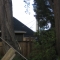 Sutro through the trees...