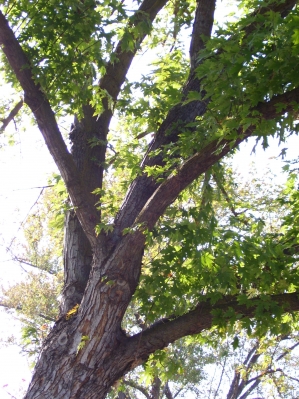 My Tree