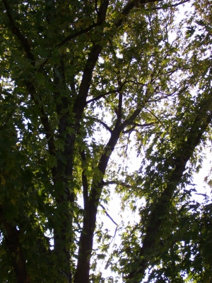 Leaves