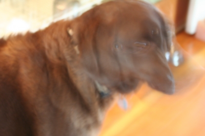 Ruby Dog