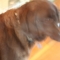 Ruby Dog