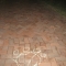 Bear footsteps