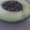 aguacate.JPG