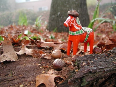At dawn he rises...to steal acorns from crack-squirrels