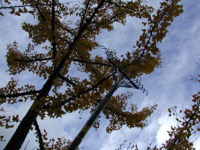 raking the tree