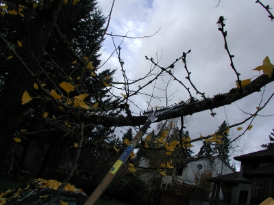 more raking of the branches