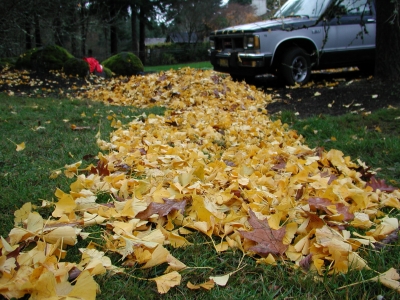 yellow leaf road