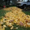 yellow leaf road
