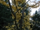tree!