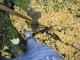 in the tree pt. 1