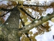 in the tree pt 2