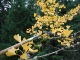 raking the branches