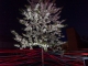 100_1210.JPG
