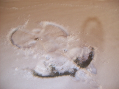 Team ShinyHappySleepy's visitation by God