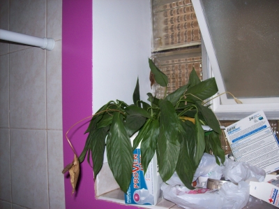 Steve the Plant's original home.