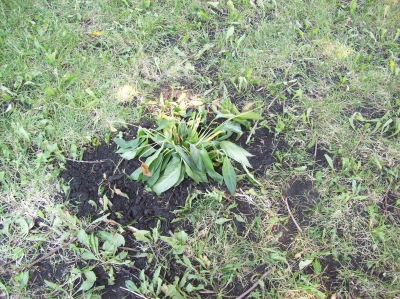 The transplanted plant!