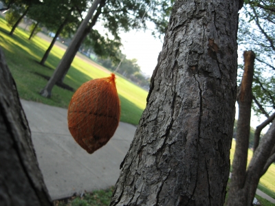 Found them?  In Mercea?  The coconut's tropical!