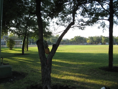 The pineapple enjoys a nap.