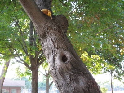 The banana is escaping!