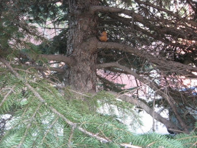 The most fearsome ambush predator--the pear.