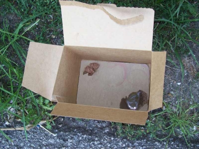 Our cunning trap--cat food inside a box. Our cunning trap--cat food inside a box.