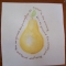 pear1.jpg